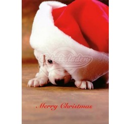 Postkarte Weihnachten "Merry Christmas" - Hund